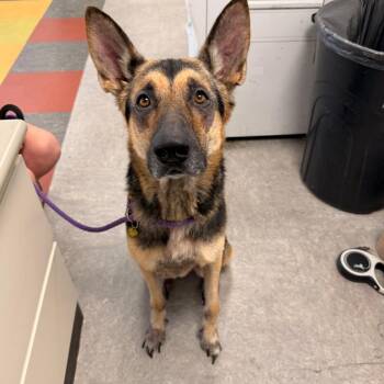 Joey -  German Shepherd Dog Dog for Adoption in Philadelphia, Pennsylvania - Joey | PetCurious
