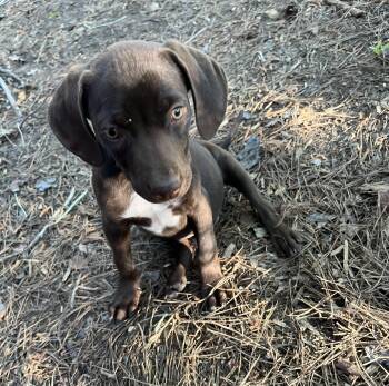 German Shorthaired Pointer and Labrador Retriever Dogs Available for Adoption in York, South Carolina - River | PetCurious