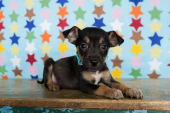 Chihuahua and Mixed Breed Dogs Available for Adoption in San Antonio, Texas - Scottie | PetCurious