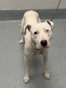 MONA -  Pit Bull Terrier Dog for Adoption in Indianapolis, Indiana - MONA | PetCurious