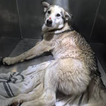 Mixed Breed Dogs Available for Adoption in Columbus, Georgia - 05/26/2026-Stray-VictoryDrive | PetCurious