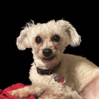 Rescue Poodle Dogs for Adoption in Durham, North Carolina - Scamp | PetCurious