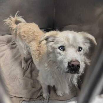 Apollo Creed -  Mixed Breed Dog for Adoption in Davenport, Iowa - Apollo Creed | PetCurious