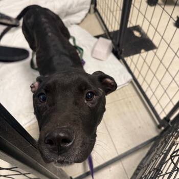 Gypsy -  Pit Bull Terrier Dog for Adoption in East St. Louis, Illinois - Gypsy | PetCurious