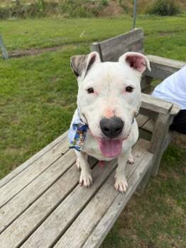 Spot -  Mixed Breed Dog Available for Adoption in Metter, Georgia - Spot | PetCurious