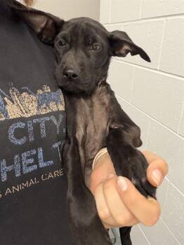 LINUS -  Pit Bull Terrier Dog for Adoption in Indianapolis, Indiana - LINUS | PetCurious