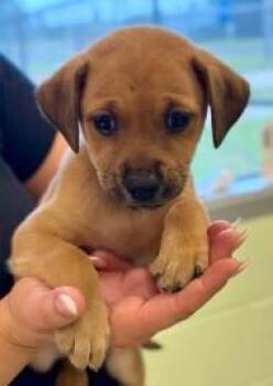 Mixed Breed Dogs Available for Adoption in Kansas City, Missouri - Mary Puppins | PetCurious