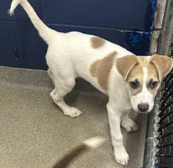 Mercury 3 months female AVAILABLE 7/24 -  Labrador Retriever Dog for Adoption in Sterling, Massachusetts - Mercury 3 Months Female AVAILABLE 7/24 | PetCurious