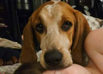 Shiloh -  Coonhound Dog for Adoption in Warner Robins, Georgia - Shiloh | PetCurious