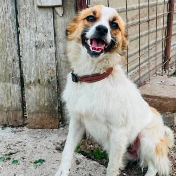 Trina -  Mixed Breed Dog for Adoption - Trina | PetCurious