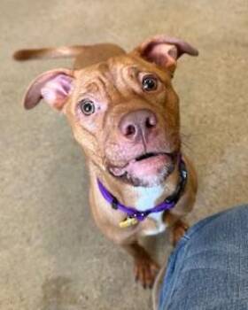 Pit Bull Terrier Dogs Available for Adoption - Farah | PetCurious