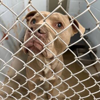 Pit Bull Terrier Dogs Available for Adoption in Saint Joseph, Missouri - Goober | PetCurious