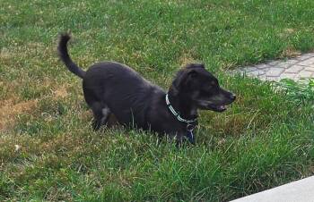 Morton $550 -  Chihuahua and Terrier Dog for Adoption in West Milwaukee, Wisconsin - Morton $550 | PetCurious