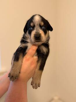 Teddy -  Australian Shepherd and Australian Cattle Dog Blue Heeler Dog for Adoption in Houston, Texas - Teddy | PetCurious