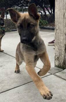 Belgian Shepherd Malinois and German Shepherd Dog Dogs Available for Adoption in Santa Cruz, California - LIONS MANE* | PetCurious