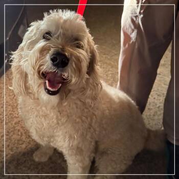 Standard Poodle and Golden Retriever Dogs Available for Adoption in Little Rock, Arkansas - Danny Boy | PetCurious
