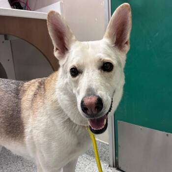 Aurora -  German Shepherd Dog Dog for Adoption in Reno, Nevada - Aurora | PetCurious