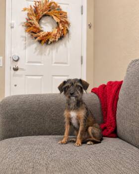 Vamparina -  Wirehaired Terrier Dog for Adoption in Goodyear, Arizona - Vamparina | PetCurious