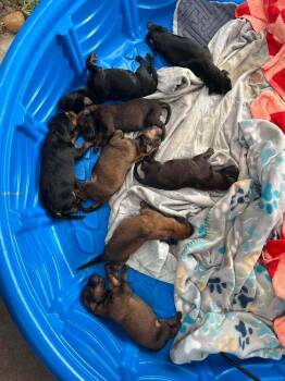 New Light Litter Vespar Green Collar - Located in CA -  Belgian Shepherd Malinois Dog for Adoption in Imlay City, Michigan - New Light Litter Vespar Green Collar - Located In CA | PetCurious