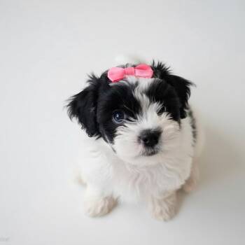 Cookie -  Shih Poo and Poodle Dog for Adoption in Phoenix, Arizona - Cookie | PetCurious