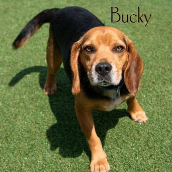 Bucky -  Beagle Dog for Adoption in Dayton, Ohio - Bucky | PetCurious