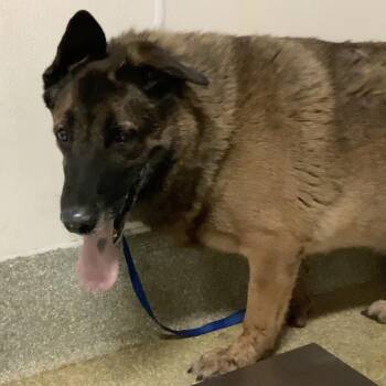 Shorty -  German Shepherd Dog Dog for Adoption in San Gabriel, California - Shorty | PetCurious