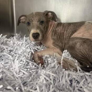 Amara -  Pit Bull Terrier Dog for Adoption in East St. Louis, Illinois - Amara | PetCurious
