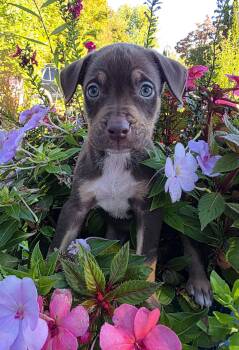 Danny -  Pit Bull Terrier Dog for Adoption in Oxford, Michigan - Danny | PetCurious