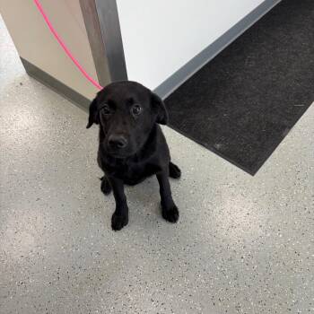 Lola -  Black Labrador Retriever Dog for Adoption in Galax, Virginia - Lola | PetCurious