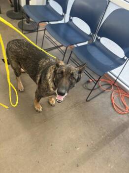 Mixed Breed Dogs Available for Adoption in Dallas, Texas - CORONELA | PetCurious