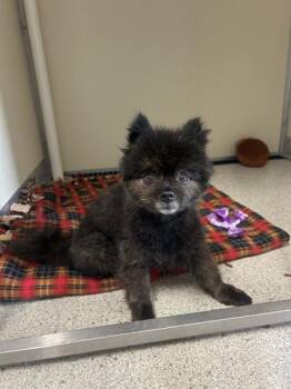 Bear -  Pomeranian and Mixed Breed Dog for Adoption in Pequot Lakes, Minnesota - Bear | PetCurious
