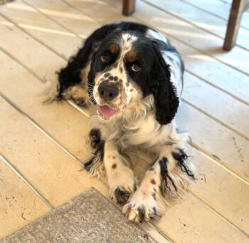 Rescue English Springer Spaniel Dogs for Adoption in Sandy Springs, Georgia - Willow | PetCurious