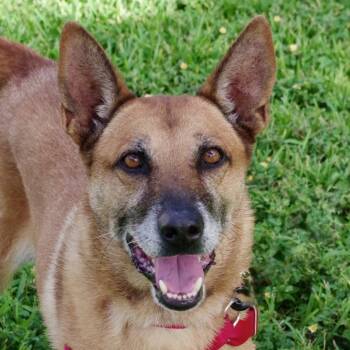 Rescue German Shepherd Dog and Belgian Shepherd Malinois Dogs for Adoption in Miami, Florida - Cati | PetCurious
