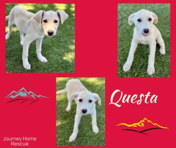Rescue Labrador Retriever Dogs for Adoption in East Wenatchee, Washington - Questa | PetCurious