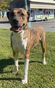 Rescue Hound Dogs for Adoption in Little Rock, Arkansas - Princess | PetCurious