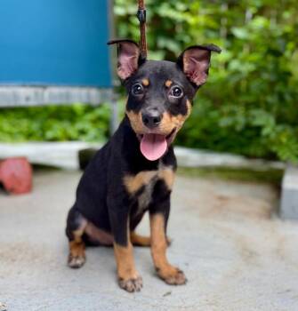 Jackie -  Mixed Breed Dog for Adoption in Ellijay, Georgia - Jackie | PetCurious