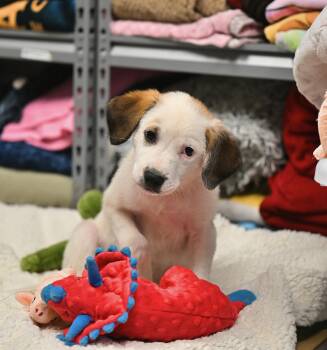 Eli -  Great Pyrenees and American Bulldog Dog for Adoption in Falmouth, Maine - Eli | PetCurious
