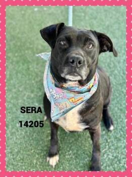 Rescue Labrador Retriever Dogs for Adoption in Marietta, Georgia - Sera (59) | PetCurious