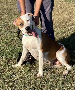 Rescue American Staffordshire Terrier Dogs for Adoption in Huntington, New York - Flo | PetCurious