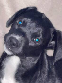 Rescue Labrador Retriever Dogs for Adoption - Fox Trot | PetCurious