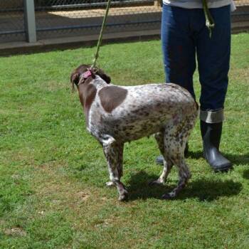 German Shorthaired Pointer Dogs Available for Adoption in Jackson, Louisiana - Bell Bottoms | PetCurious