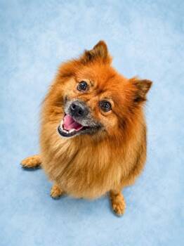 REESEY -  Pomeranian Dog for Adoption in Westminster, Maryland - REESEY | PetCurious
