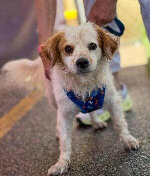 Harris -  Spaniel Dog for Adoption in Longmont, Colorado - Harris | PetCurious
