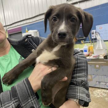 Ronnie -  Mixed Breed Dog for Adoption in Corbin, Kentucky - Ronnie | PetCurious