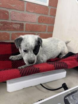 American Staffordshire Terrier and Mixed Breed Dogs Available for Adoption in Houston, Texas - FLETCHER | PetCurious