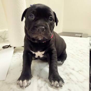 Pit Bull Terrier Dogs Available for Adoption in Parker, Colorado - 419 (2026) Lady Sketti | PetCurious