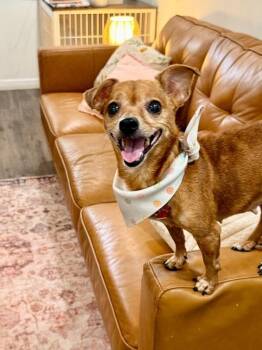 Chihuahua and Miniature Pinscher Dogs Available for Adoption in Friendswood, Texas - Maple Cozy Cabin Cutie | PetCurious