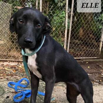 Labrador Retriever Dogs Available for Adoption in Milford, New Hampshire - Elle | PetCurious