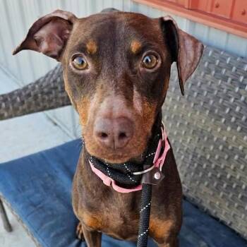 Teacup -  Doberman Pinscher Dog for Adoption in Plainfield, Illinois - Teacup | PetCurious