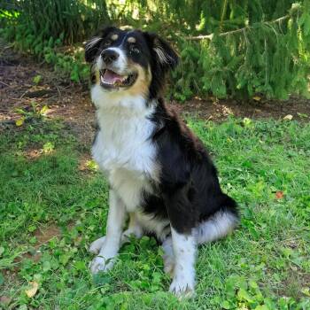 Lachlan -  Australian Shepherd Dog for Adoption in Versailles, Kentucky - Lachlan | PetCurious